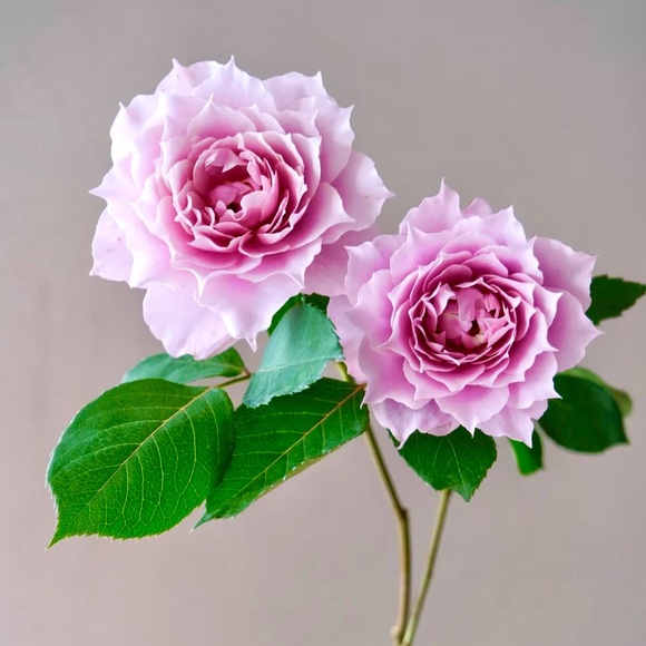 ππ€ππ΄ππ€ππ΄ππ€ππ΄ππ€ππ΄ - Picture 8 of 13